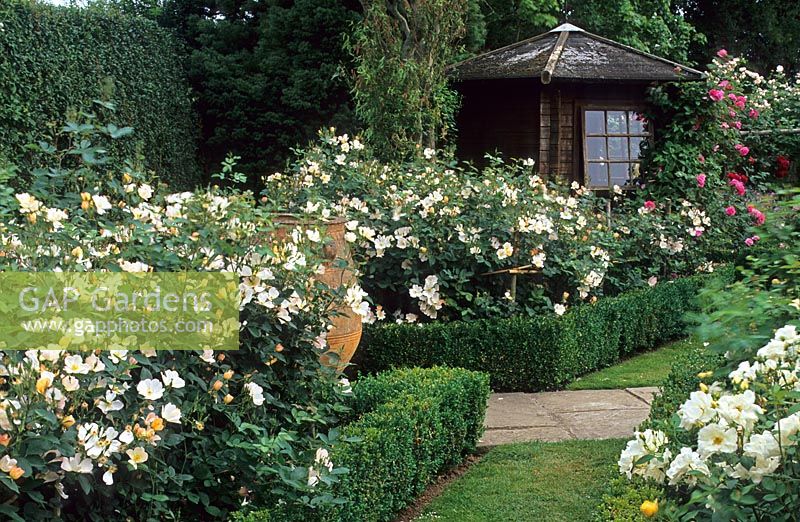 Rose garden at Town Place, Sussex with Rosa 'The Alexandra Rose'