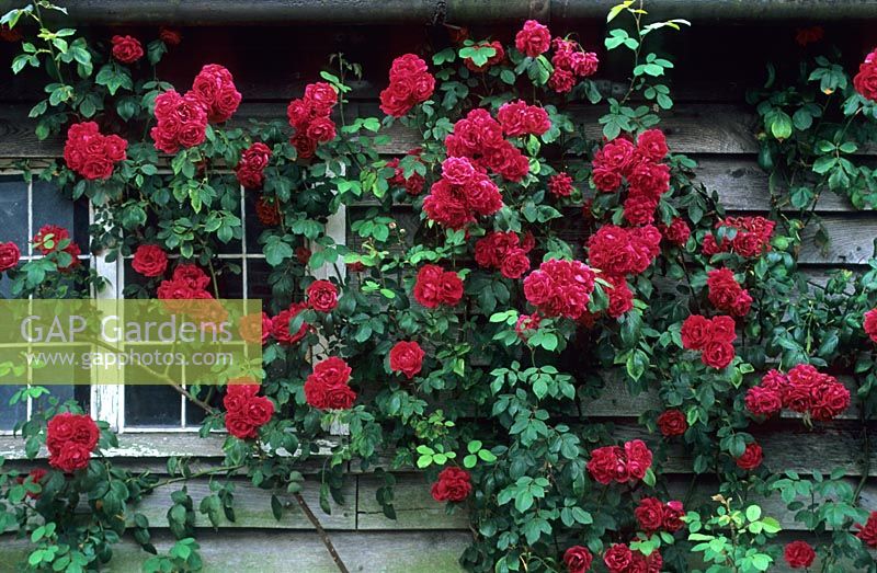Rosa 'Paul's Scarlet Climber' growing on old outbuilding - Town Place, Sussex