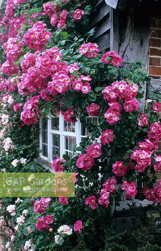 Rosa 'American Pillar' growing on house wall - Town Place, Sussex