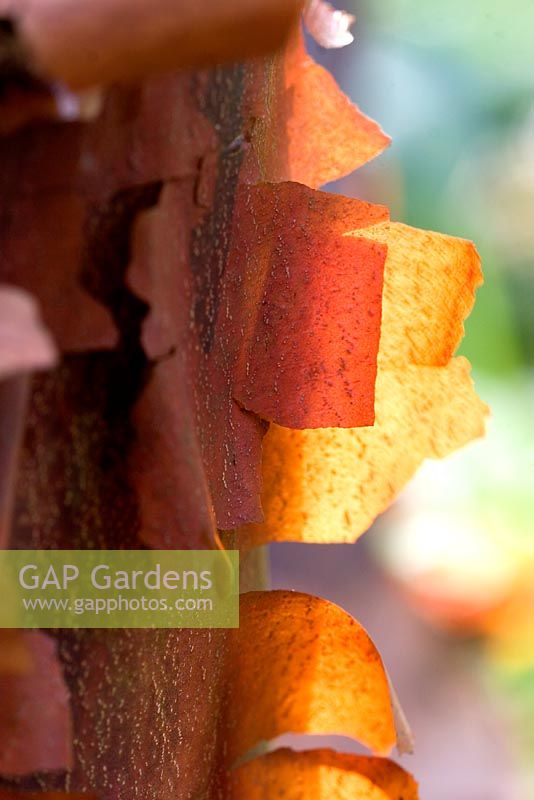 Acer griseum - Paper Bark Maple 
