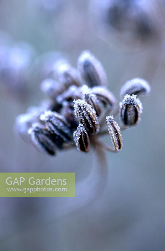 Foeniculum vulgare - Frosty Fennel seeds 