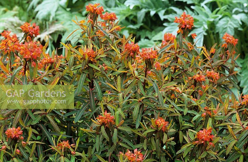 Euphorbia griffithi 'Fireglow' - Spurge