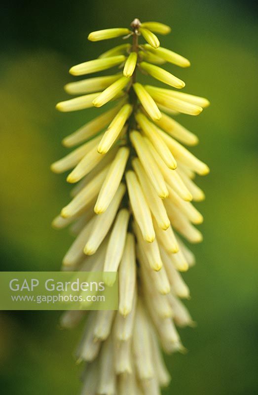 Kniphofia 'Little Maid' - Red hot poker