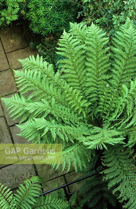 Overhead view of Dicksonia antarctica - tree fern in a small town garden