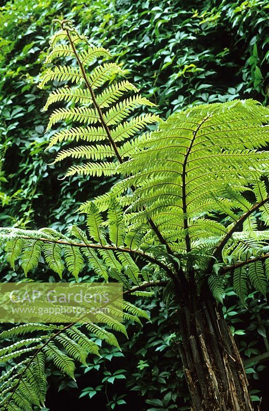 Dicksonia squarrosa - Tree fern