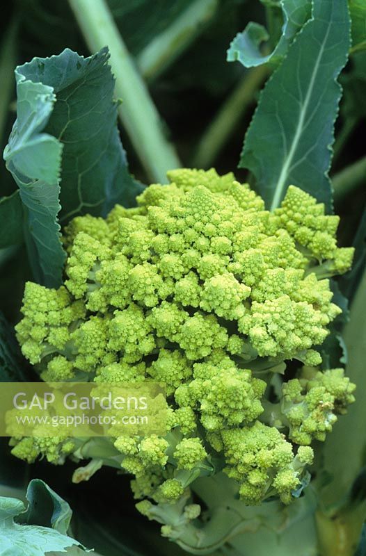 Brassica oleracea - Broccoli 'Romanesco'