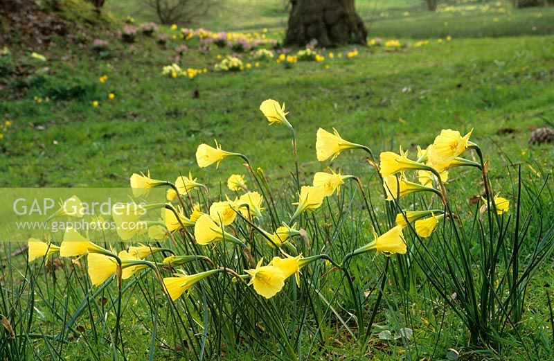 Narcissus bulbocodium var citrinus - Hoop - petticoat daffodil