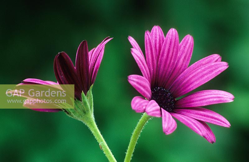Osteospermum 'Tresco Purple' syn. O. 'Nairobi Purple'