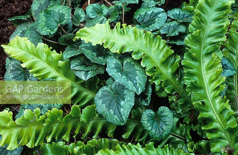Asplenium scolopendrium - Hart's tongue fern with Cyclamen in foliage combination at Great Dixter