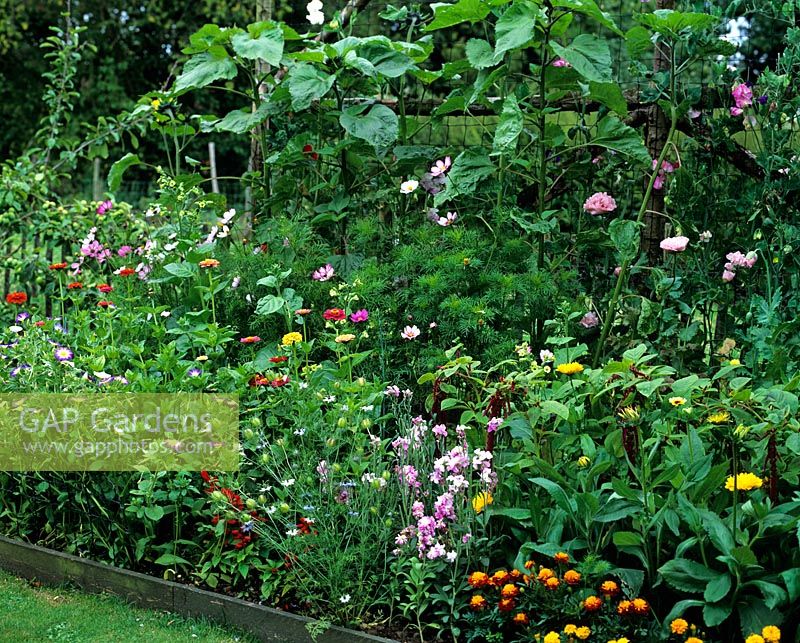 Vegetable garden with Zinnias and Marigolds