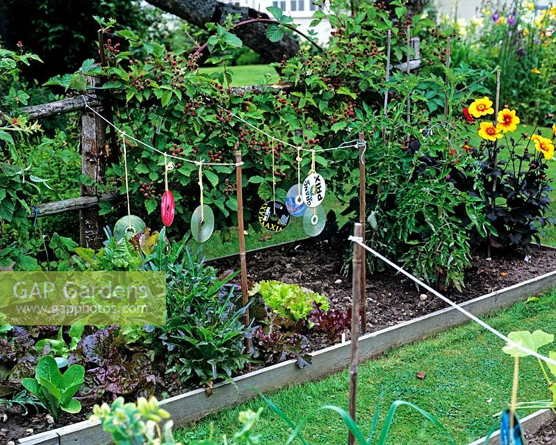 Timber edged vegetable garden with blackberries growing on fence and CDs to frighten birds 