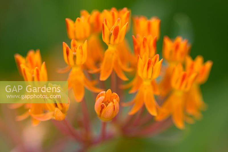 Asclepias tuberosa - Butterfly Weed 