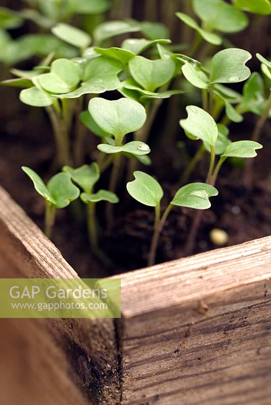 Brassica oleracea gemmifera 'Bedford' - Brussel Sprout seedlings in a wooden tray
