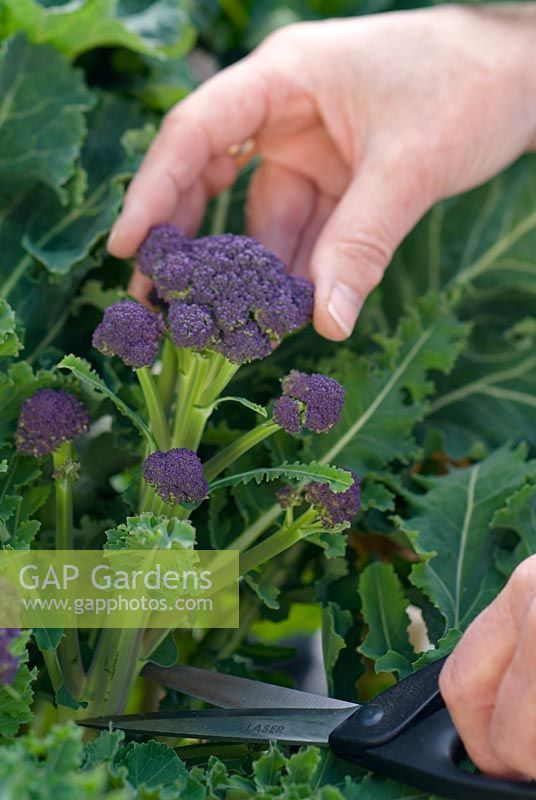 Cutting Purple Sprouting Broccoli with scissors