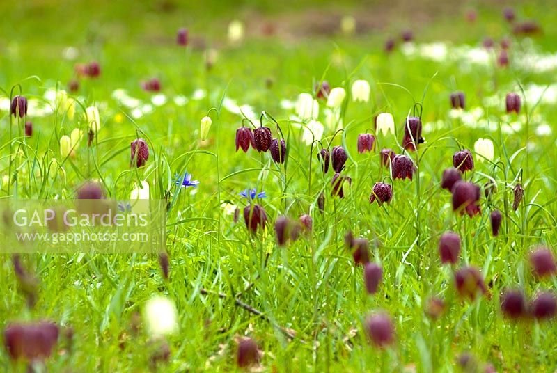 Fritillaria meleagris - Chequered Lily naturalised in Meadow