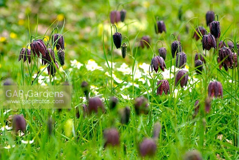Fritillaria meleagris - Chequered Lily. naturalised in meadow