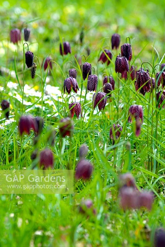 Fritillaria meleagris - Chequered Lily naturalised in meadow