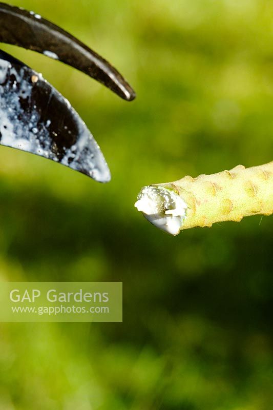 Pruning Euphorbia characias 'Portuguese Velevet' - White sap dripping out of cut stem 
