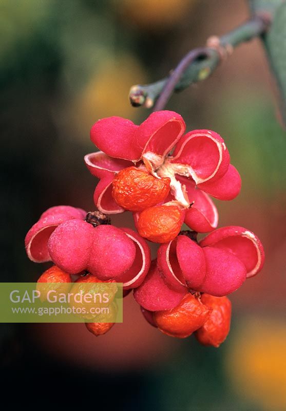 Euonymus fortunei - close-up of opened seed pods revealing the scarlet seeds