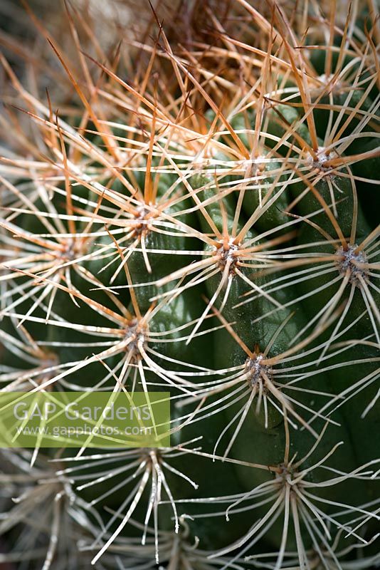Echinocactus grusonii - Close up of Cacti spines 