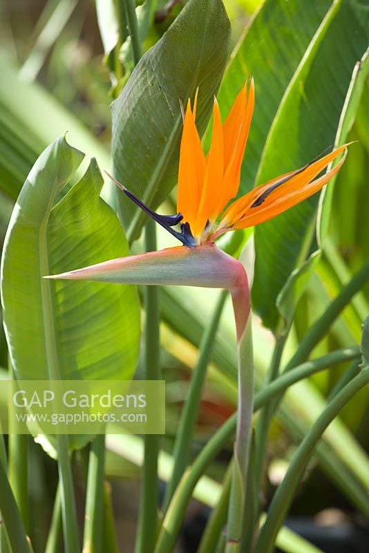Strelitzia reginae - Bird of paradise Flower
