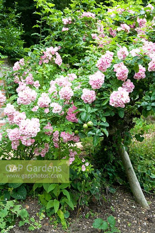 Rosa 'Fritz Nobis' growing over apple tree - Cerney House Gardens, Gloucestershire