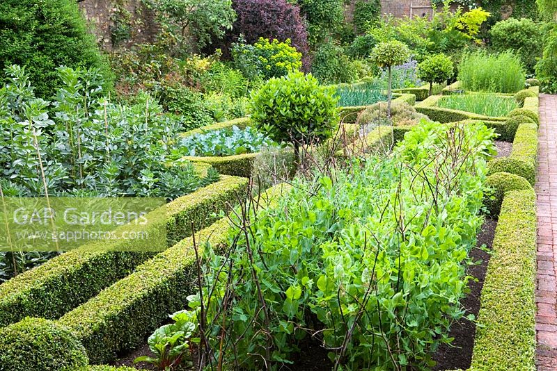 Parterre vegetable garden with clipped privet hedging and bay tree - Hillesley House, Gloucestershire