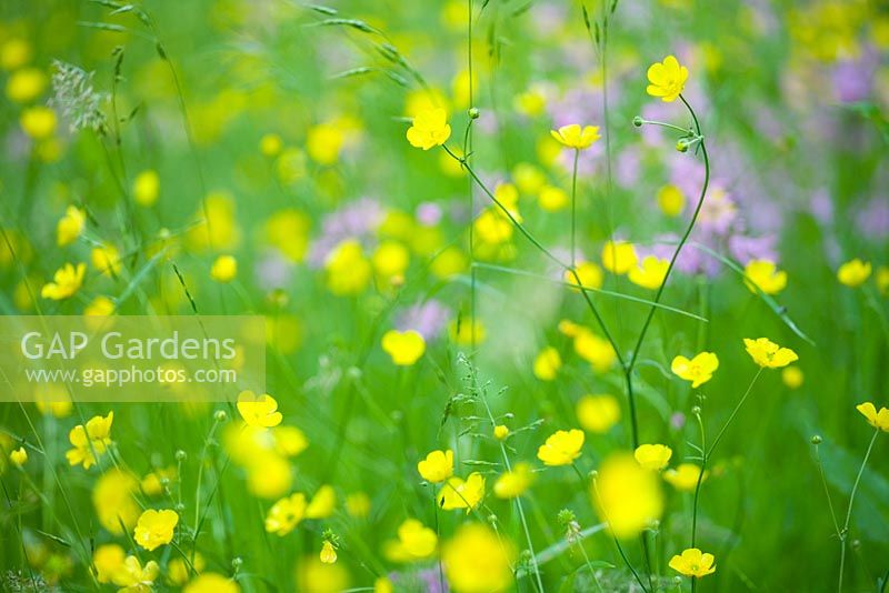 Ranunculus acris - Common Meadow Buttercup and Lychnis cuculi - Ragged Robin in wild flower meadow



