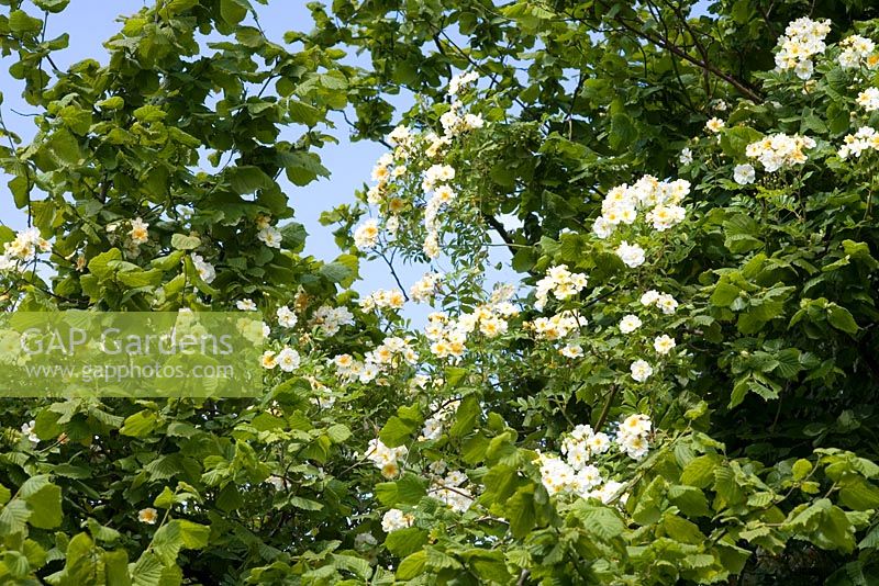 Rosa 'Helenae Hybrid' climbing through tree