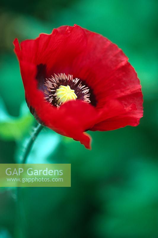Papaver somniferum - Opium Poppy