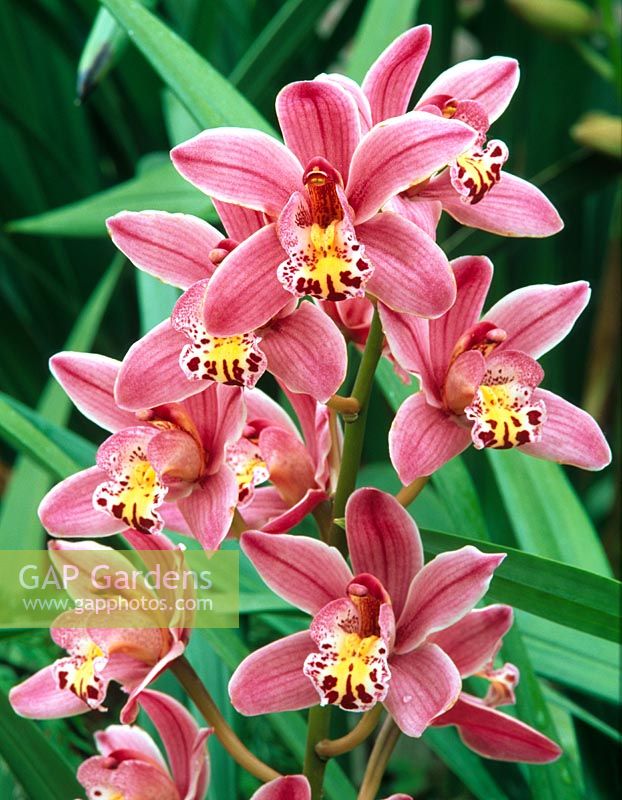 Cymbidium 'Strathdon Lewes' - Orchid