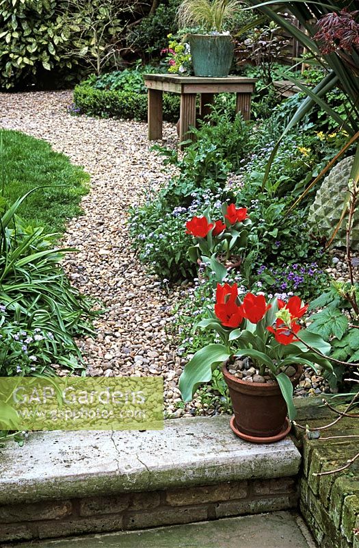 Late Spring garden with Tulipa 'Pieter de Leur' in pots and Myostois growing in gravel along path 