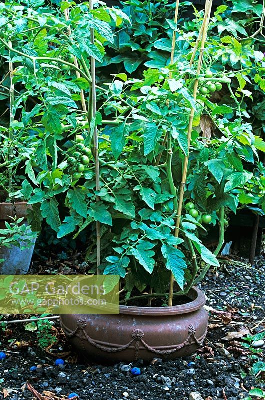 Cherry tomato plant in sunken terracotta pot vegetable garden