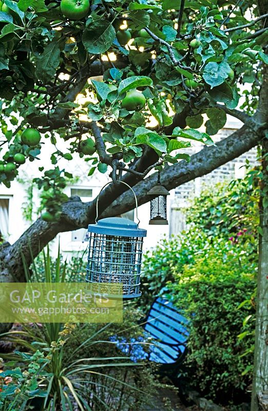 Bird feeders on apple tree in small London garden 