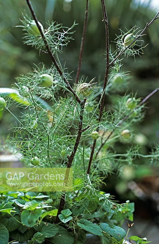 Nigella damascena 'Persian Mixed' seedheads with birch twigs as support grown in metal windowbox