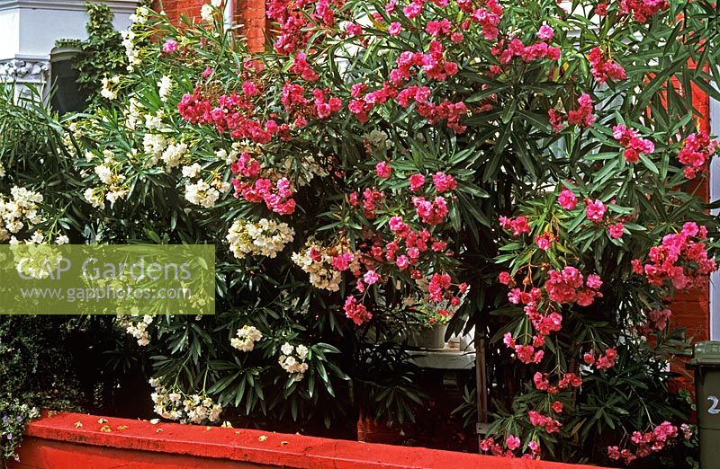 Oleander nerium in front garden with painted red wall
