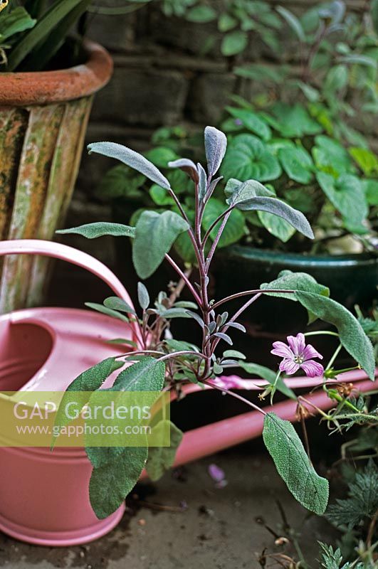 Salvia purpurea in pot with pale pink metal watering can
