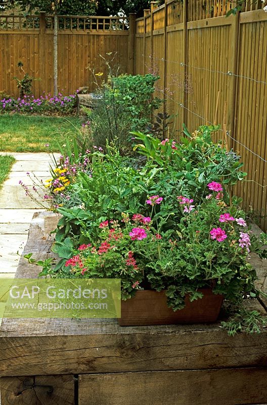 Scented Pelargonium fragrans in terracotta windowbox on raised herb bed made of sleepers - Indian sandstone path with view to pleached hornbeams and Geranium groundcover - Catharine Mallalieu's garden, border design by David Sorrell and Janet Johnson
