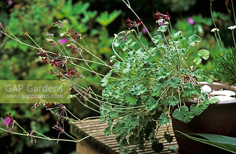 Pelargonium sidoides growing in pot on table - South African herbal remedy 