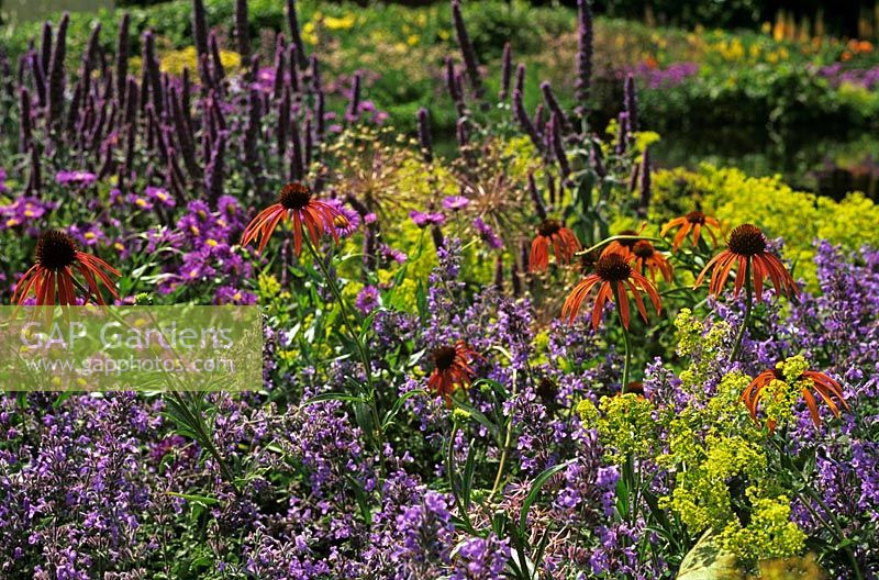 Volvo's Artist's Garden at Hampton Court Flower Show 2006 - Echinacea 'Art's Pride', Alchemilla Mollis and Salvia nemorosa 'Lubecca' - Gold Medal for Designer Tom Hoblyn