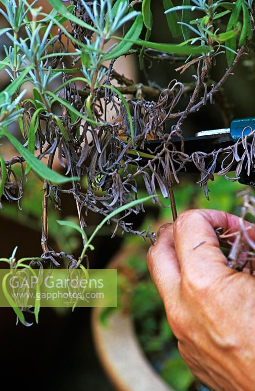 Removing old foliage and leggy foliage of Lavandula angustifolia in pot