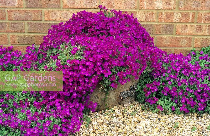 Wooden log container with Aubretia