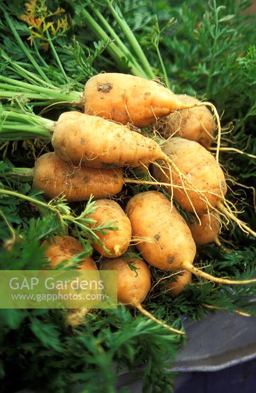 Freshly dug Daucus carota - Carrots