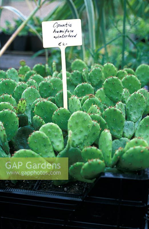 Opuntia humifusa in tray for sale