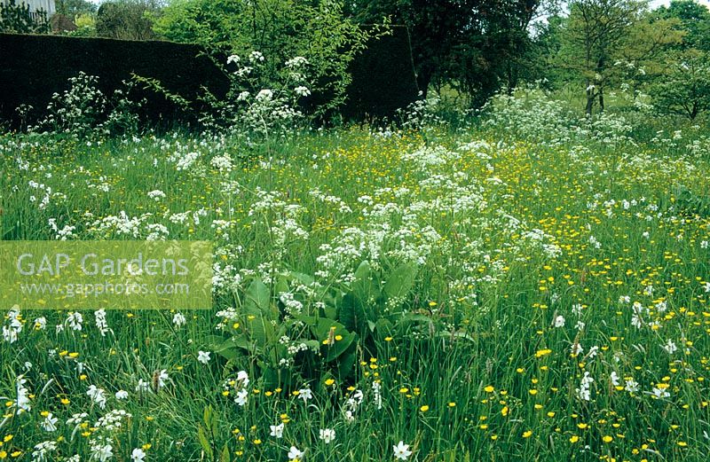 Meadow at Great Dixter with cow parsley (Anthriscus sylvestris), buttercups and Narcissus poeticus var. recurvus - Pheasant's eye narcissus. Emerging Inula foliage in foreground.