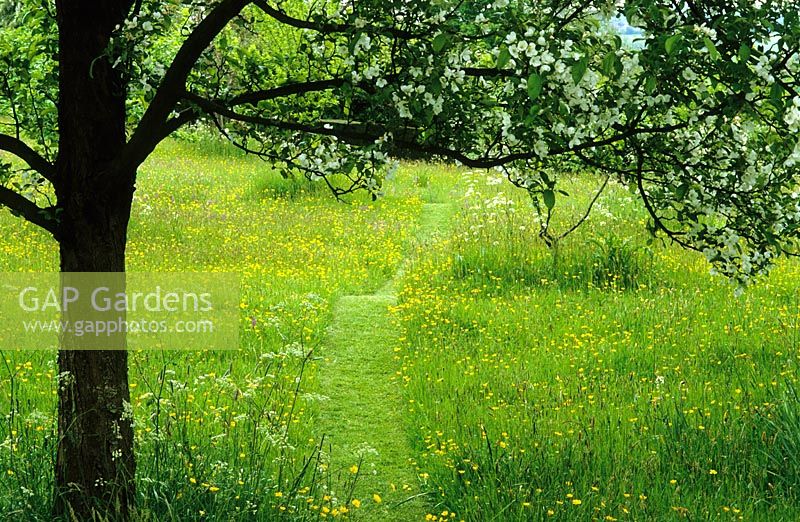 Mown path through the meadow of buttercups at Great Dixter, framed by Malus hupehensis in blossom.