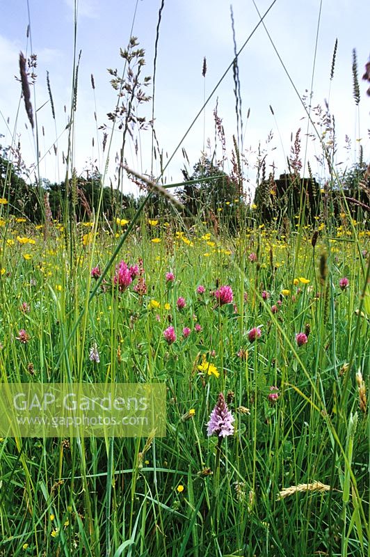 The front meadow at Great Dixter with grasses, red clover (Trifolium pratense) and orchids.