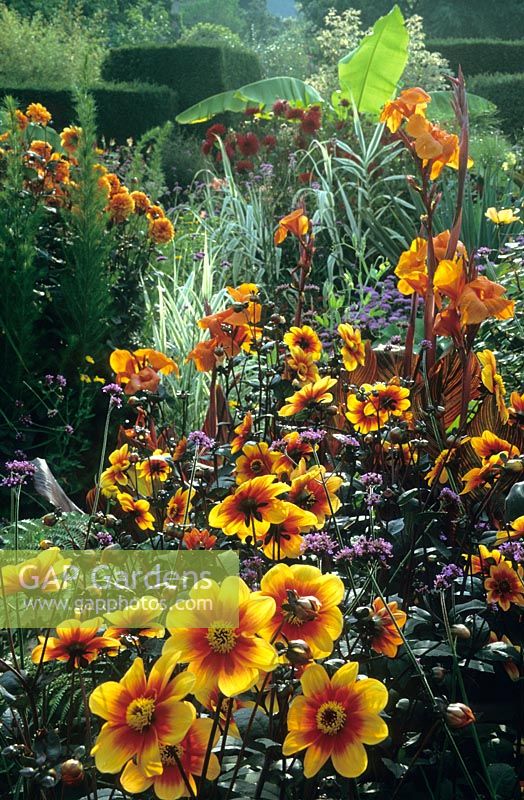 The exotic garden at Great Dixter. Planting includes Dahlia 'Moonfire', Canna 'Wyoming', Musa basjoo and Verbena bonariensis.