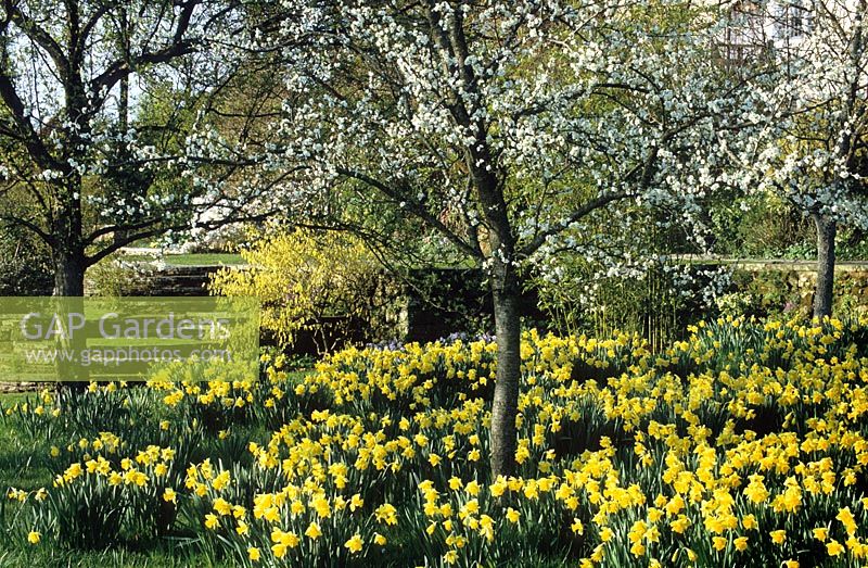 Spring garden with Narcissus - Daffodils and blossom in the orchard meadow at Great Dixter