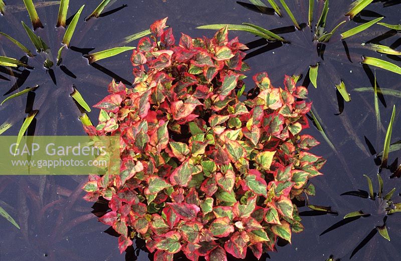 Houttuynia cordata 'Chameleon' syn. 'Tricolor' in the Sunk garden pond at Great Dixter